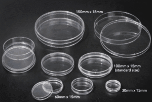 Various sizes of clear plastic petri dishes arranged together.